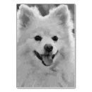 Recherche de spitz Animal