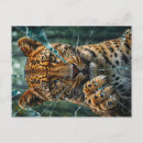 Recherche de leopard cartes postales Gros chat