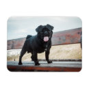 Recherche de drôles de chien magnets Mignon