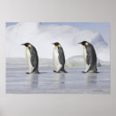 Suche nach für kaiser poster Pinguine