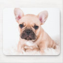 Recherche de bouledogue francais tapis souris Animal