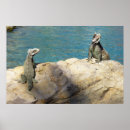 Suche nach leguan poster Foto