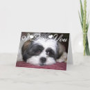 Suche nach shih karten Hundefreund