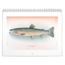 Recherche de poissons frais Saumon