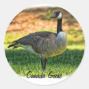 Suche nach canada aufkleber Gänse
