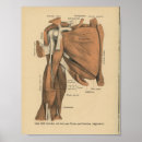 Recherche de muscle humain posters Anatomie