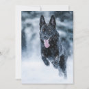 Recherche de berger invitations Amoureux des chiens