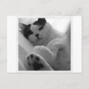 Recherche de chat blanc cartes postales Noir