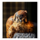 Suche nach falco poster Raubvogel