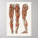 Suche nach muscle man poster Antique