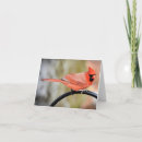 Suche nach blank inside karten Vogelvogel
