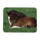 Recherche de fixation magnets Se coucher