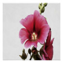 Suche nach malva poster Hollyhock