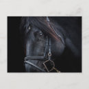 Recherche de tête de cheval posters Amateurs de chevaux