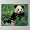 Recherche de géants posters Asie