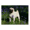 Suche nach kitz mops postkarten Stehend