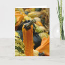 Recherche de courge vœux cartes Photographie