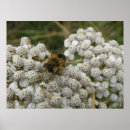 Suche nach honigbienen poster Insekten