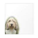 Recherche de basset photographie Chien