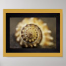 Recherche de coquillages de art Tropical