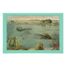 Recherche de seiches posters Vie marine