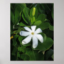Recherche de tahiti posters Tropical