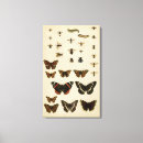 Suche nach raupen leinwandbilder Insekten