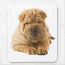 Recherche de shar pei tapis souris Chiots