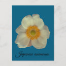 Suche nach japanische anemonen Gelb