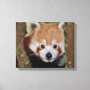 Suche nach pandas leinwandbilder Bär