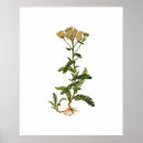 Recherche de vintage herb posters Nourriture
