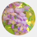 Recherche de glycine autocollants Nature