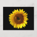 Recherche de beau tournesol cartes postales Fleur