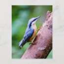 Recherche de wild animals cartes postales Toute personne