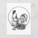 Recherche de coq noir cartes postales Vintage