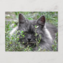 Suche nach katzenaugen postkarten Katzengesicht