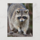 Recherche de loto cartes postales Jardin