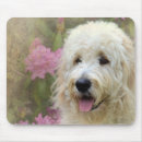 Suche nach azaleen mousepads Rhododendron