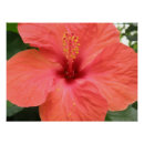 Recherche de macro de fleur posters Fleurs
