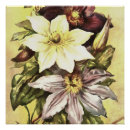 Suche nach clematis blume poster Weinrebe