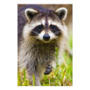 Recherche de lotos posters Procyon lotor