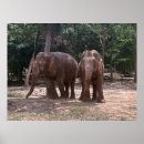 Suche nach pair poster Tierwelt