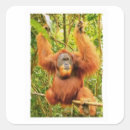 Recherche de grande singe autocollants Orang outan