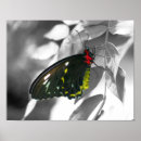 Suche nach black and white photography poster Butterfly