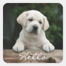 Recherche de chiot labrador autocollants Chien