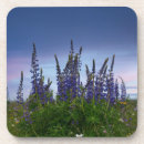 Suche nach lupine untersetzer Landschaft