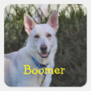 Recherche de de berger allemand autocollants Canine