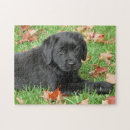 Recherche de labrador noir puzzles Chiot