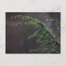 Suche nach evergreens postkarten Bäume