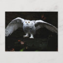 Recherche de rapace cartes postales Hibou